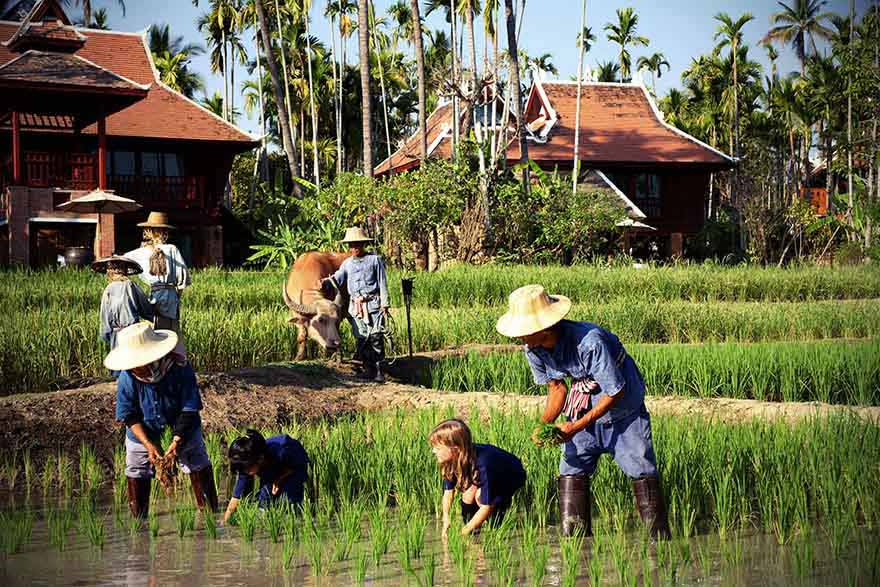 Children on Thailand family tour planting rice in Chiang Mai