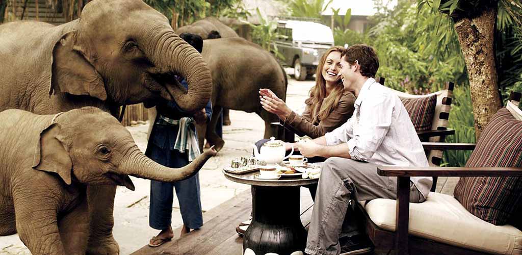 Breakfast with elephants at Four Seasons Tented Camp, Chiang Rai, Thailand
