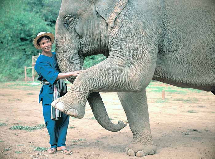 Elephant and handler (mahout) at elephant sanctuary in Chiang Mai, Thailand.