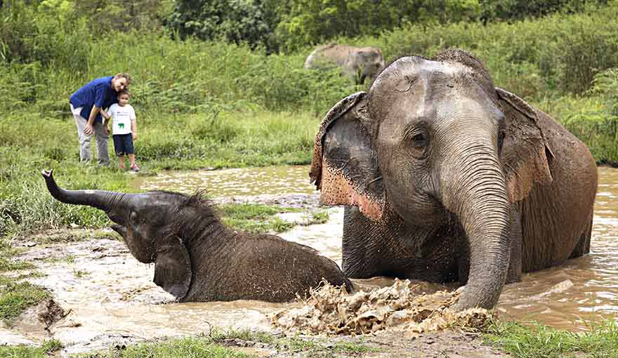 Family at elephant camp in Chiang Rai, Thailand