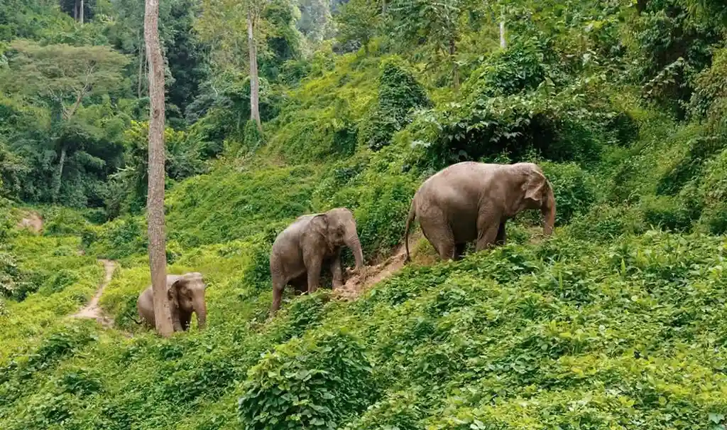 Elephants walking a trail through the jungle at the Elephant Valley Project in Mondulkiri, Cambodia