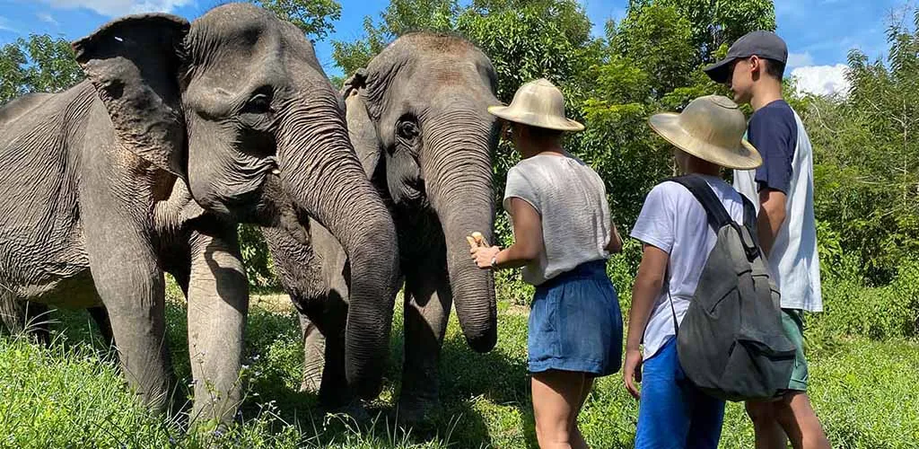 Feeding elephants at sanctuary in Cambodia