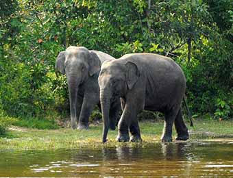 Wild elephants in the Cardamom Mountains (Copyright Rainforest Trust)