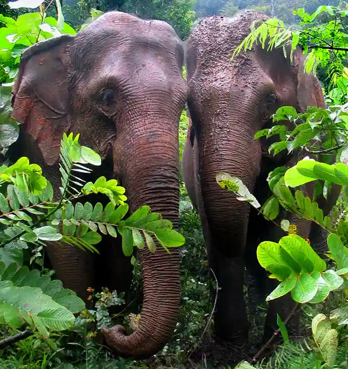 Elephants at the Elephant Valley Project in Cambodia