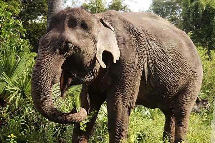 Kulen elephnt at sanctuary in Cambodia