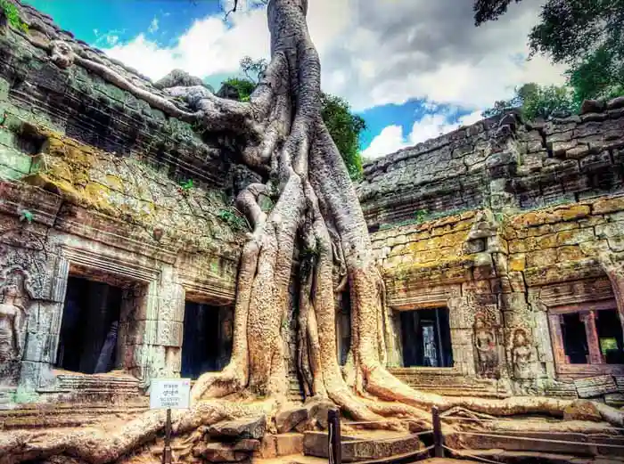 Tree roots encasing Ta Phrom temple in Angkor archeological park Cambodia