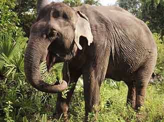 Cambodia elephant sanctuary