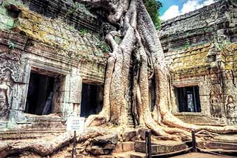 Tree roots covering Ta Phrom temple in Angkor Cambodia