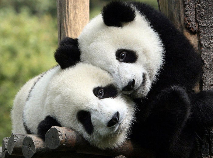 Giant Pandas cuddling, Chengdu, China