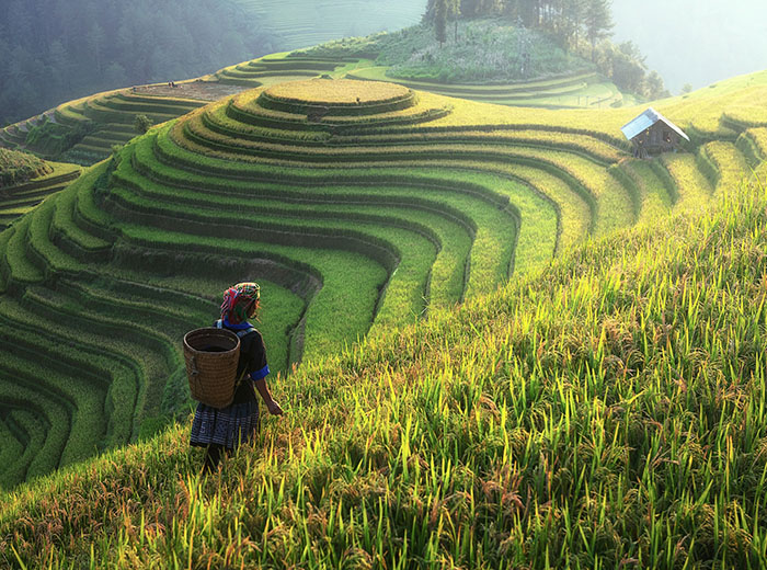 Rice Field Terraces in Yunnan