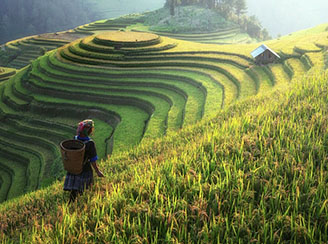Rice fields Yunnan, China