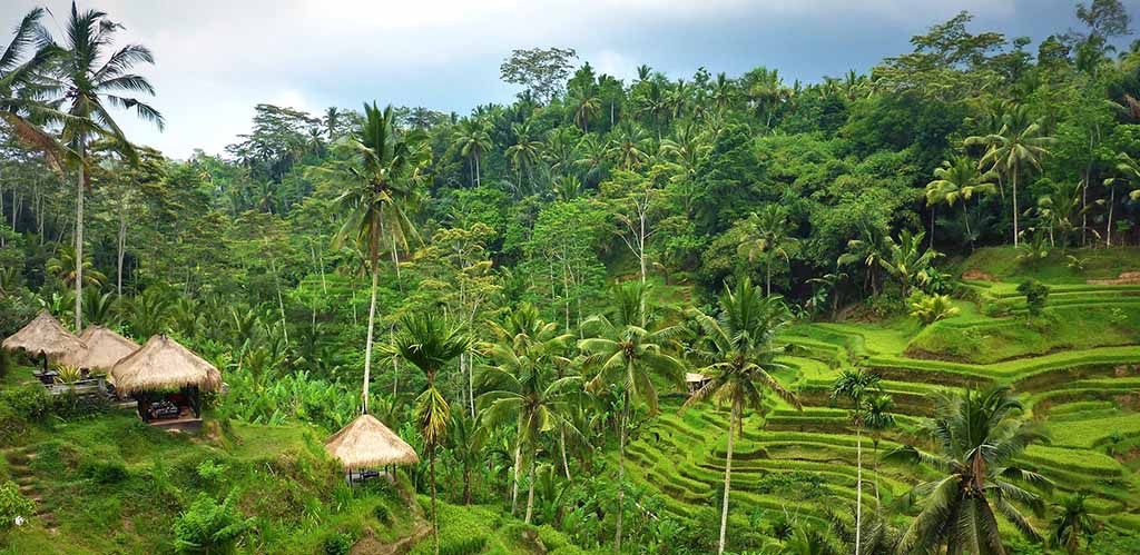 Balinese jungle