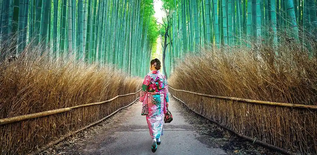 Japanese Geisha in Arashiyama Bamboo forest