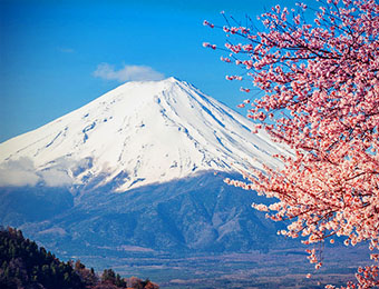 Mount Fuji and cherry blossom tree