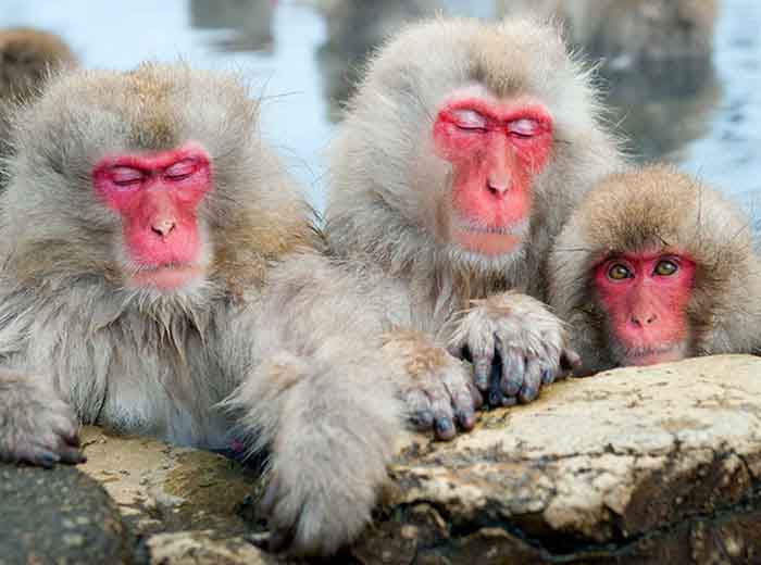 Japanese snow monkeys soaking in hot spring