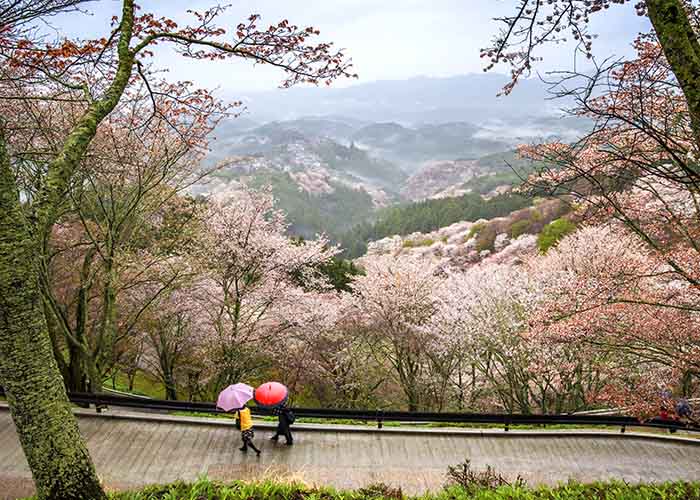Cherry blossom trees in the mountains near Nara, Japan