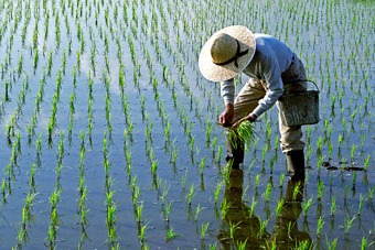 Japanese rice farmer