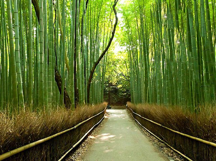 Arashiyama bamboo forest path
