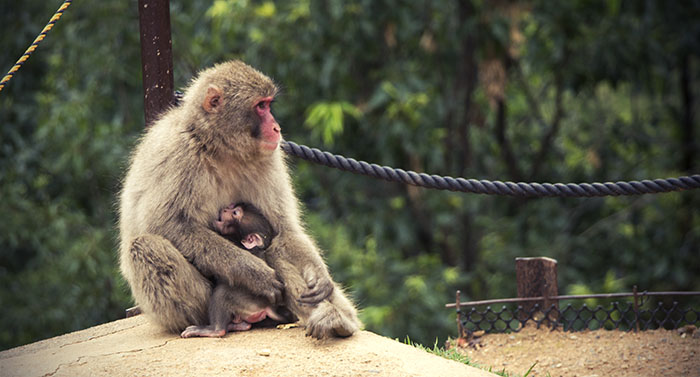 Monkey Park Kyoto mother and baby monkey