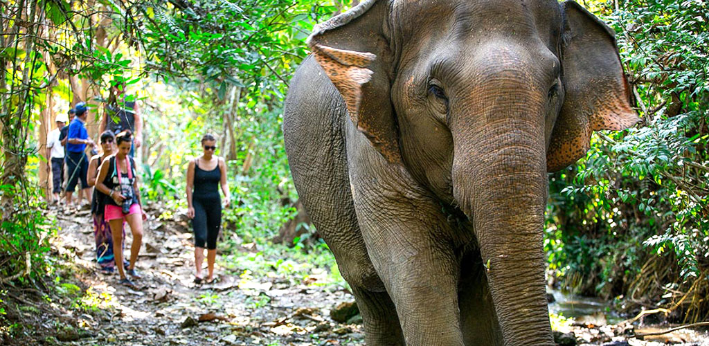 Animals at Elephant Village elephant camp in Luang Prabang, Laos