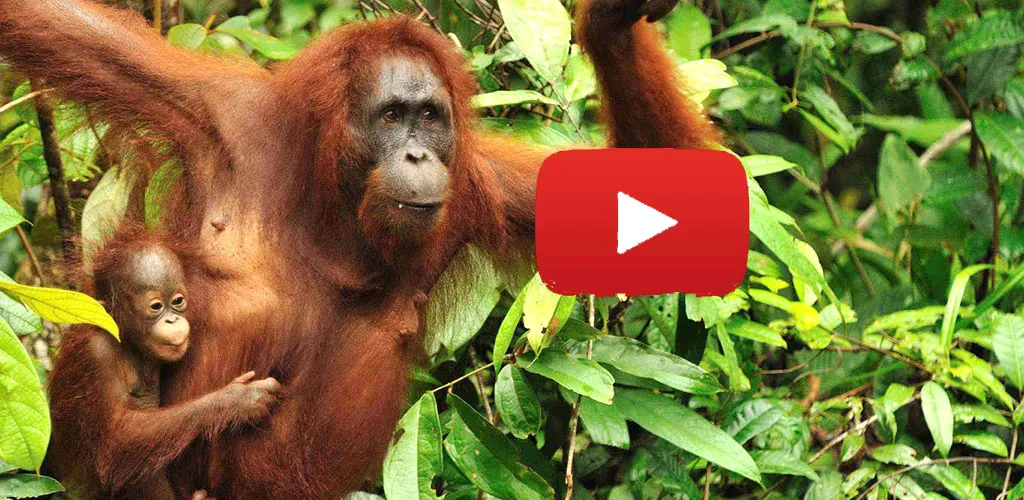 Orangutan and child in Borneo jungle tree