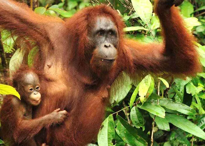 Orangutan and child