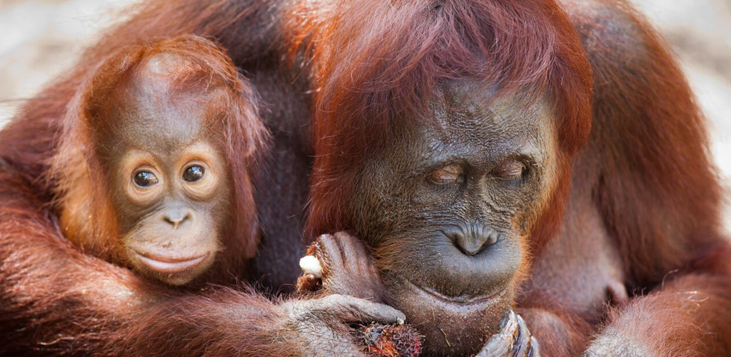 orangutans image, Borneo