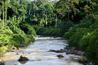 Danum Valley rainforest in Borneo