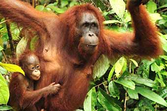 Mother orangutan and child in the Borneo jungle
