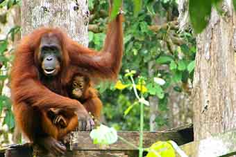 Mother and child Orangutan in Sepilok Nature Preserve