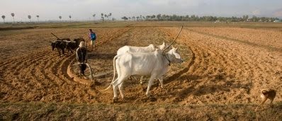 Farming in Myanmar