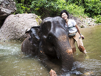 Washing elephant at camp in Myanmar