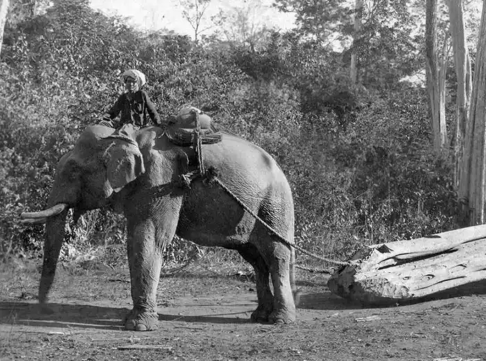 Antique image of logging elephant