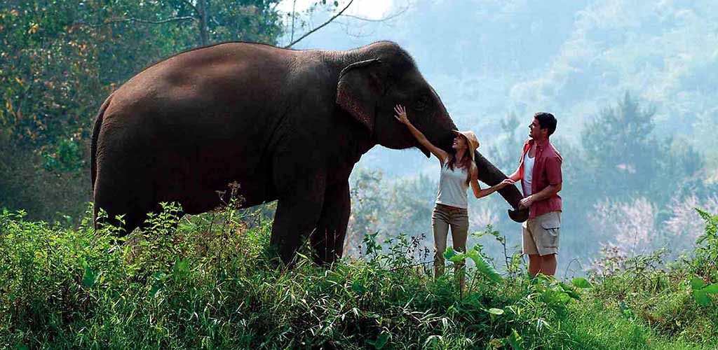 Elephant camp encounter in Chiang Rai, Thailand