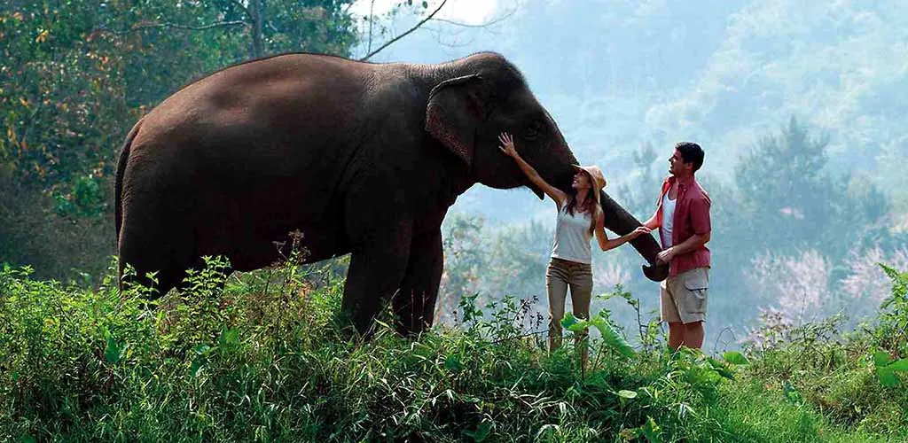 Elephants at camp in Chiang Rai