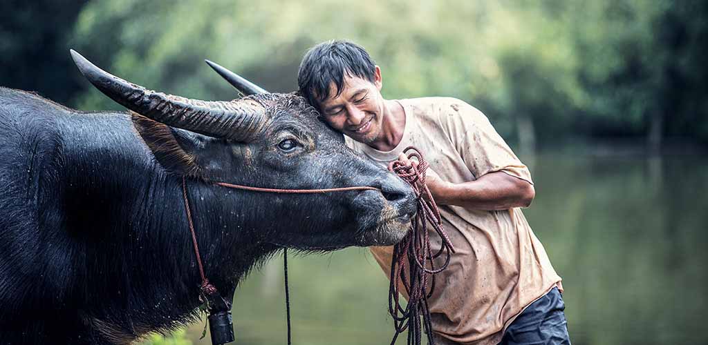 Thai farmer with water buffalo