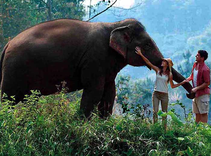 Honeymoon couple with elephant in Chiang Rai, Thailand