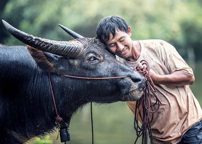 Farmer with water buffalo in Thailand