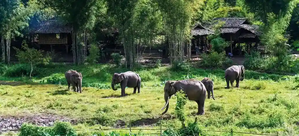 Herd at elephant EcoValley camp in Thailand