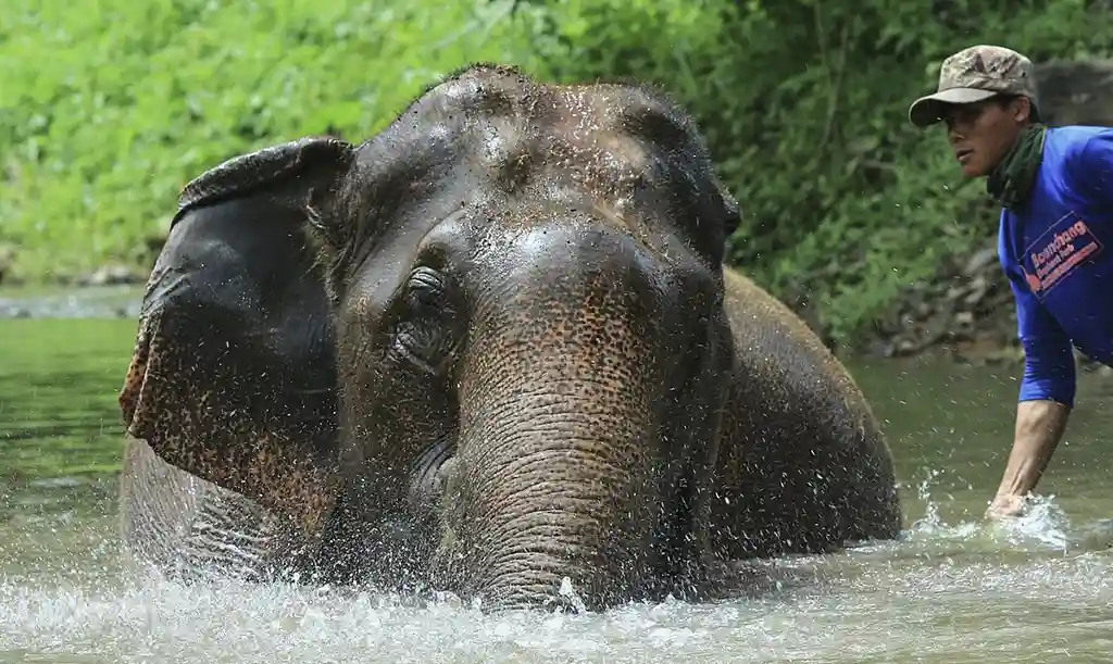 Mahout washing elephant at Baan Chang elephant camp in Thailand