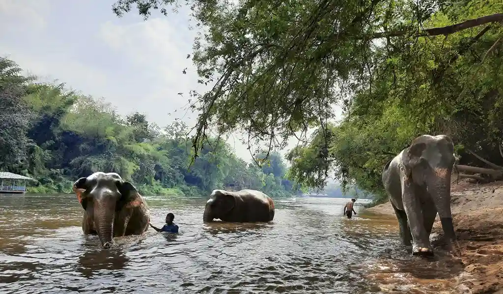Elephants in river at Elephant Haven in Kanchanaburi, Thailand