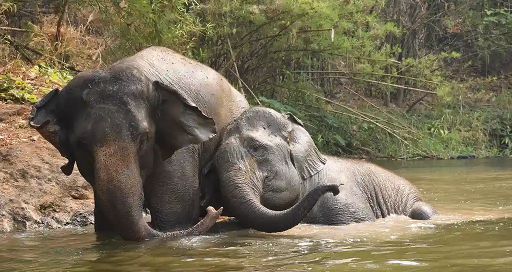 Elephants in the river frolicking at the Maesa Elephant Camp in Chiang Mai, Thailand