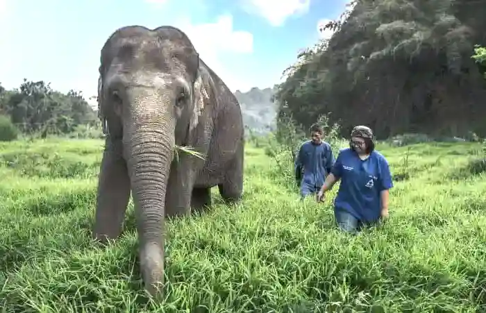 Guests hiking with elephant at elephant sanctuary in Chiang Rai, Thailand.