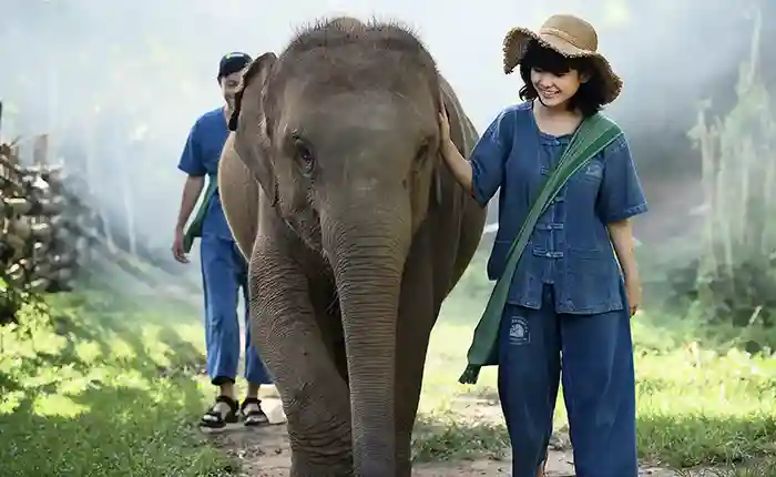 Trekking with elephant at elephant sanctuary in Chiang Mai, Thailand.