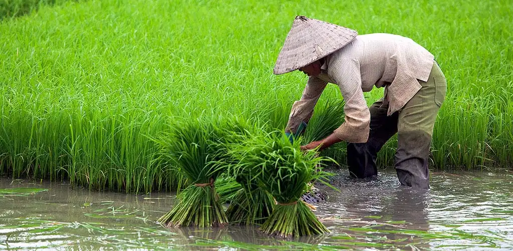 Photo of rice paddy farmer taken during a photography tour of Vietnam