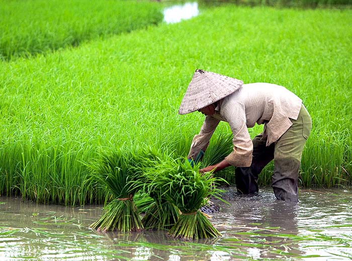Rice farmer planting seedlings in the Mekong Delta, Vietnam