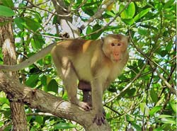 Long-tailed Macaque