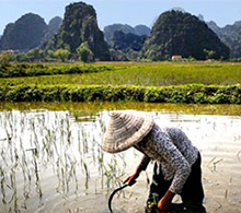 Ninh Binh, Vietnam, rice field