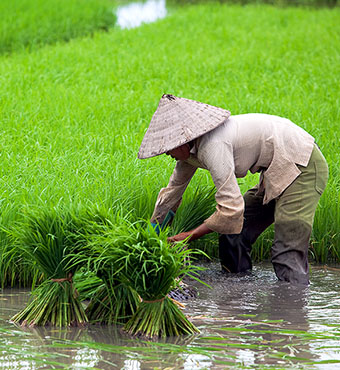Farmer in rice paddy, Vietnam